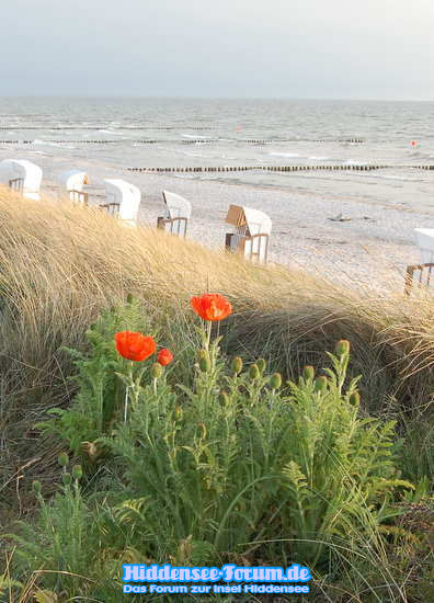 Mohn am Strand Vitte