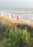 Mohn am Strand Vitte