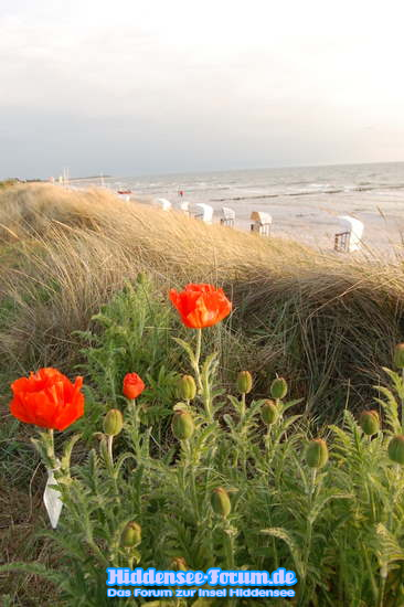 Mohn am Strand Vitte