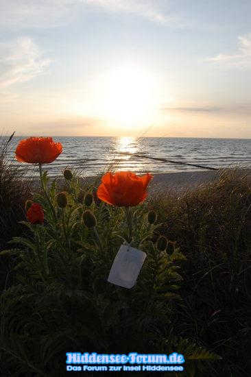 Mohn am Strand Vitte