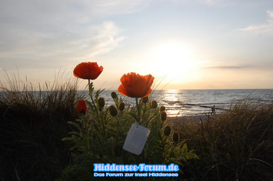 Mohn am Strand Vitte