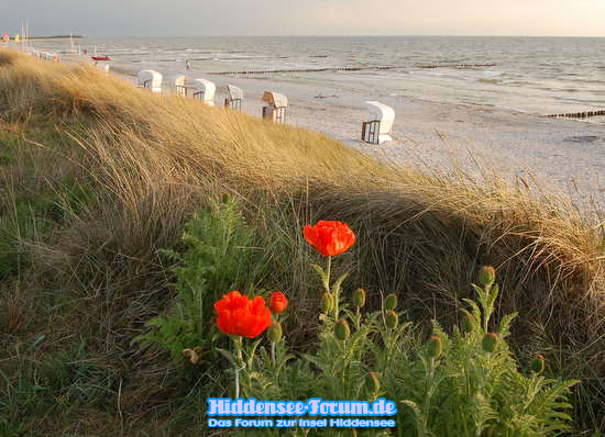 Mohn am Strand Vitte