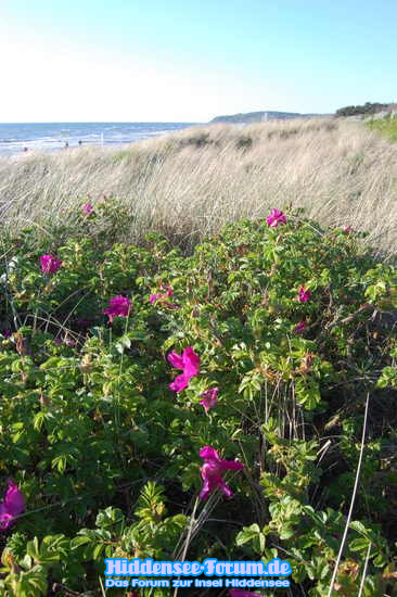 Wildrosen am Strand