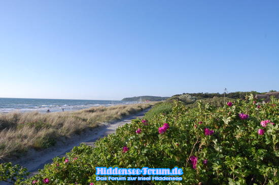 Wildrosen am Strand