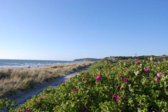 Wildrosen am Strand