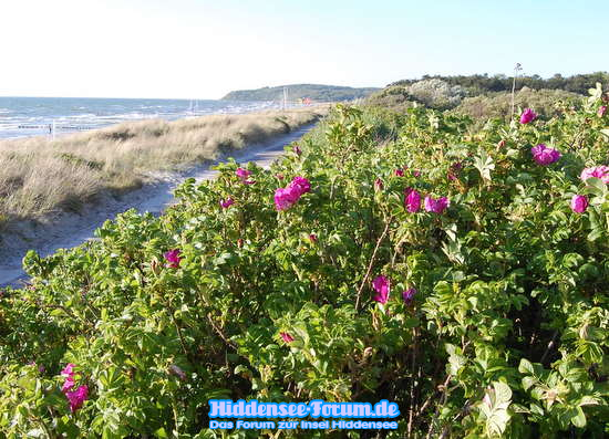Wildrosen am Strand