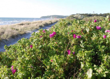 Wildrosen am Strand