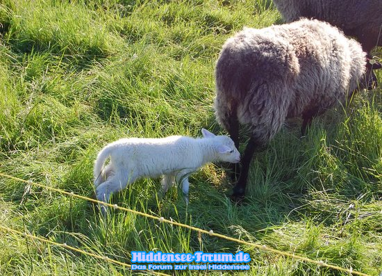 Hiddensee'er Schafe