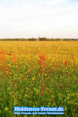 Bunte Wiese hinter Vitte(Heide)