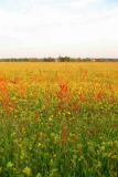 Bunte Wiese hinter Vitte(Heide)