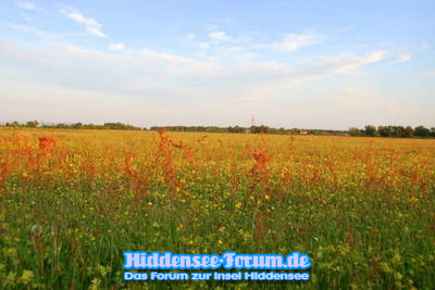 Bunte Wiese hinter Vitte(Heide)