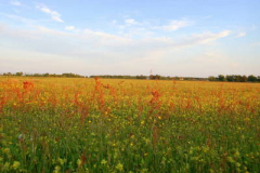 Bunte Wiese hinter Vitte(Heide)