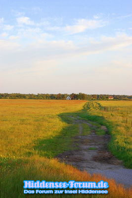 Bunte Wiese hinter Vitte(Heide)