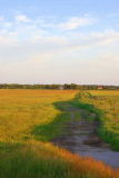 Bunte Wiese hinter Vitte(Heide)