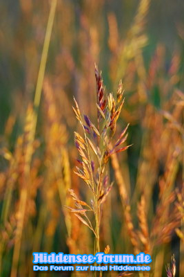 Bunte Wiese hinter Vitte(Heide)