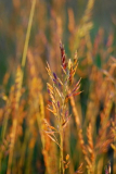 Bunte Wiese hinter Vitte(Heide)