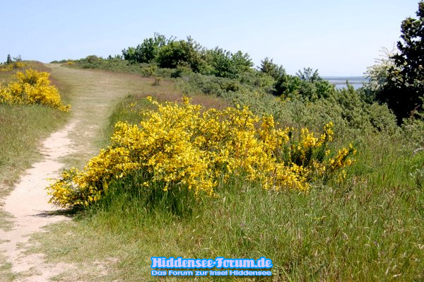 INSEL HIDDENSEE Landschaft