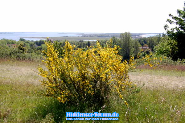 INSEL hIDDENSEE Landschaft