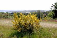 INSEL hIDDENSEE Landschaft