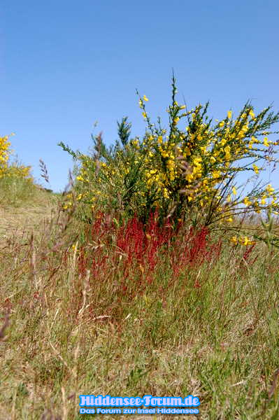 INSEL hIDDENSEE Landschaft