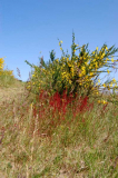 INSEL hIDDENSEE Landschaft