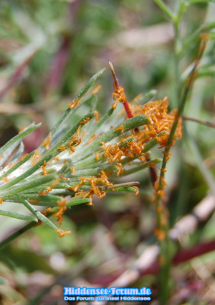 Insekten in massen.