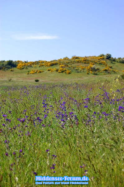 Landschaft 2009