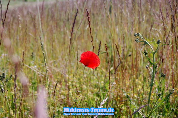 Mohn am Deich