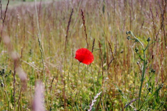 Mohn am Deich