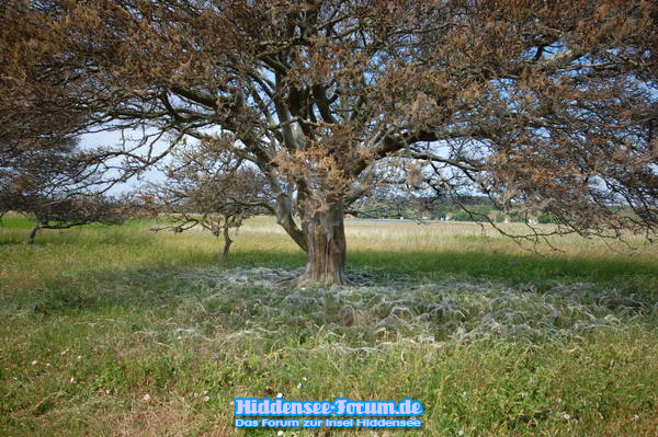Gespinnstmotten in Massen...