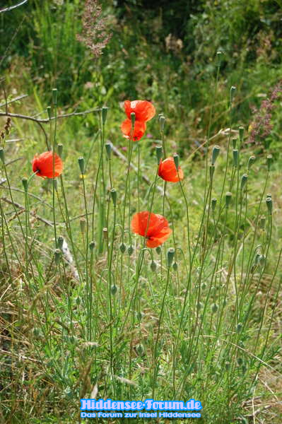 Mohn am Inselblick