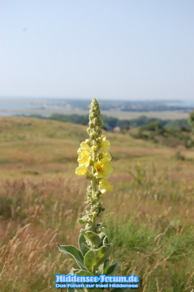 Inselblick 2009 Juli