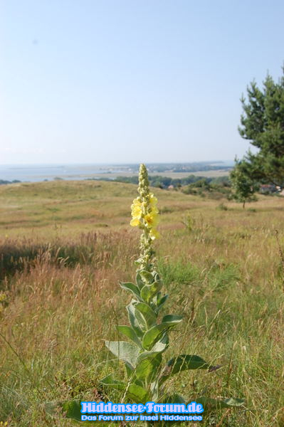 Inselblick 2009 Juli