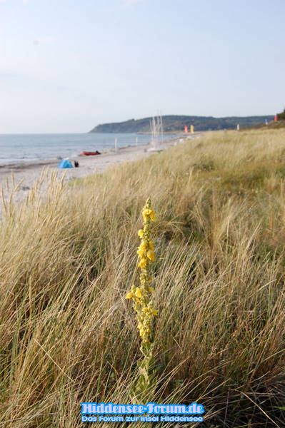 Königskerze am Strand in Vitte