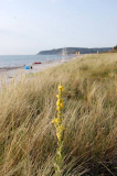 Königskerze am Strand in Vitte