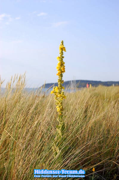 Königskerze am Strand in Vitte