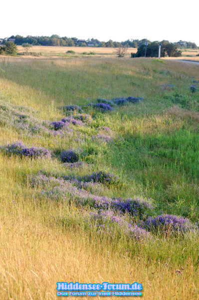 Blaues Wunder am Deich