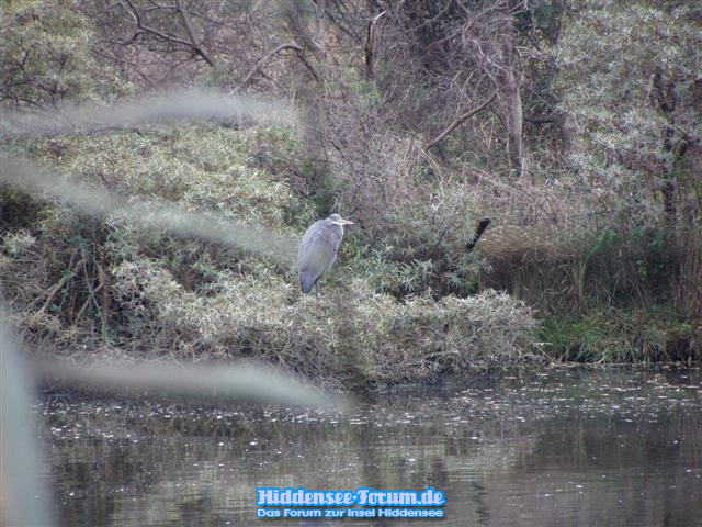 Fischreiher am Löschteich in Kloster