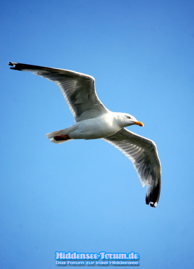 Möve auf Hiddensee