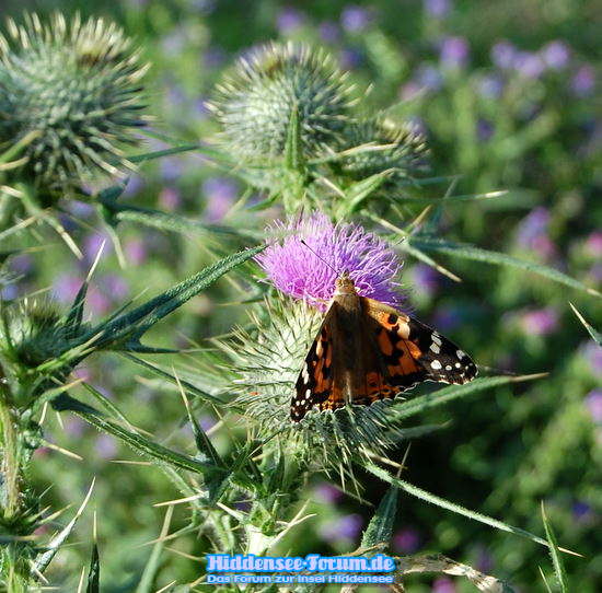 Schmetterling auf Diestel