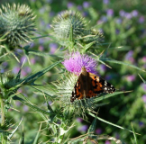 Schmetterling auf Diestel