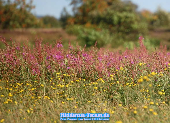 auf dem durch die Heide