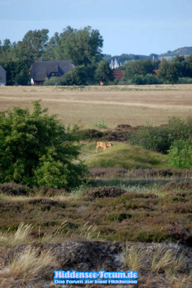 Reh beobachtung in der Heide