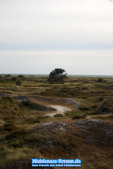 Ruhe in der Heide