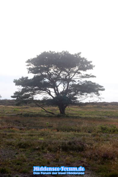 Ein verzauberter Platz in der Heide