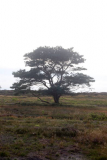 Ein verzauberter Platz in der Heide