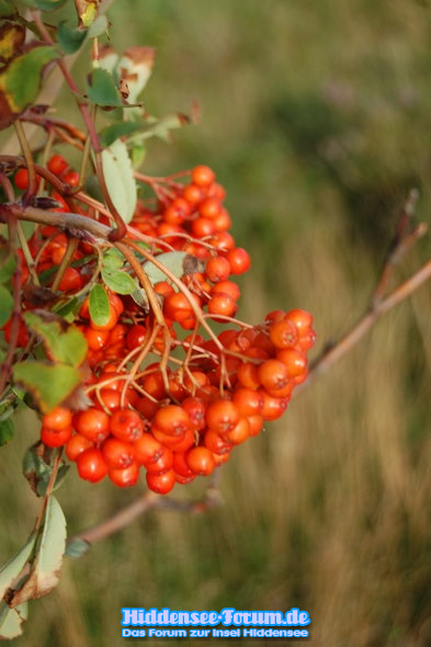 Vogelbeeren