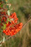 Vogelbeeren