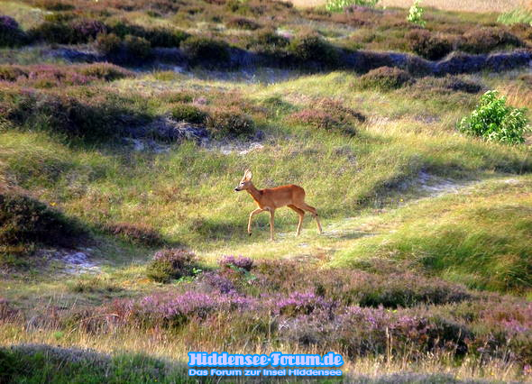 Heide und Reh