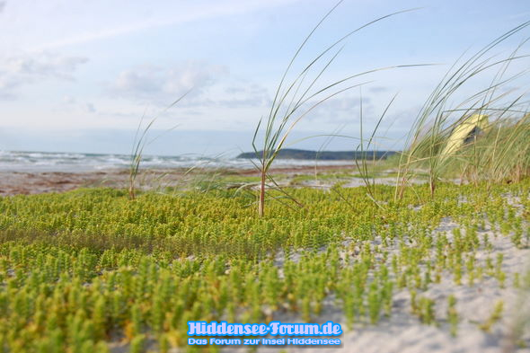 das passiert wenn keine Urlauber am Strand sind.er wird grün.
